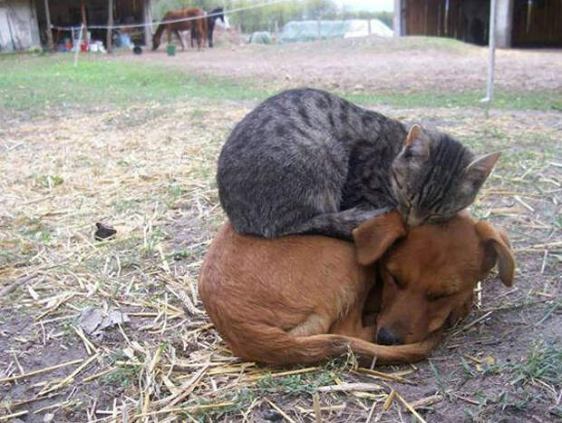 17 кошек, которые любят тепло больше всего на свете