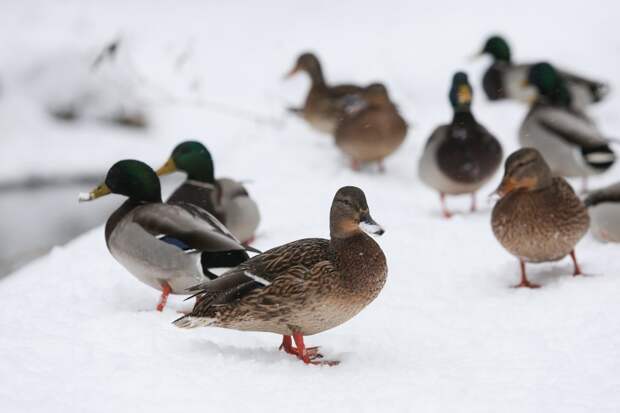 Нужны волонтёры для подсчёта уток в парке «Кузьминки»