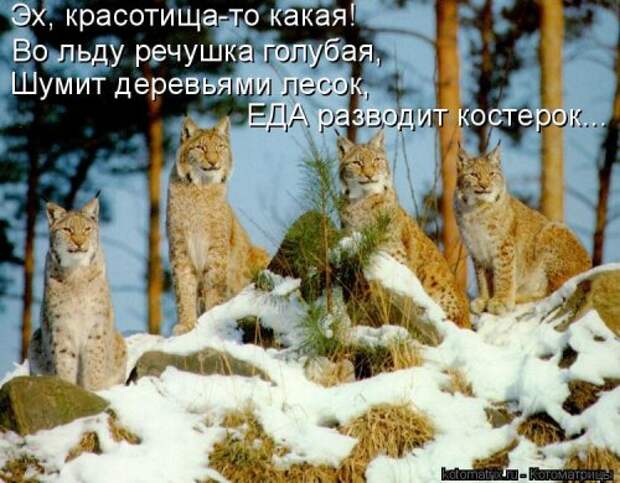 Новая котоматрица на Бугаге (38 фото)