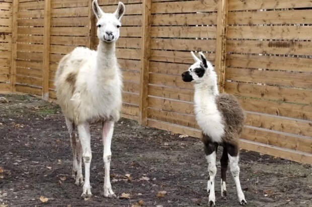 Учёные заявляют, что ламы могут помочь в лечении смертельных болезней