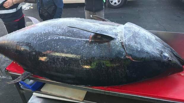 Рыбаки поймали 271-килограммового тунца