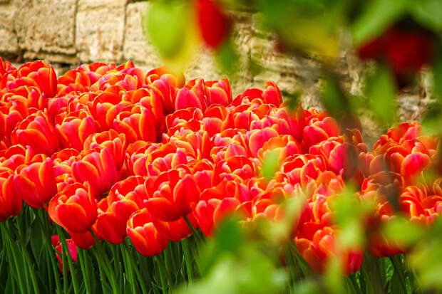 Биолог Татаренко посоветовала не сажать весной тюльпаны и лилии