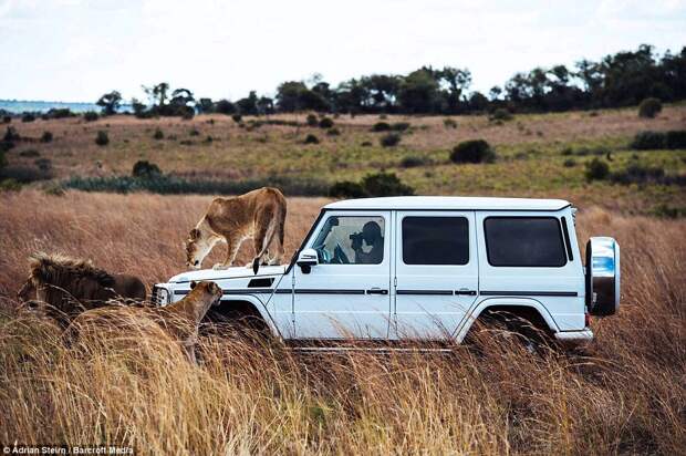 Шикарная фотосессия для Mercedes-Benz с участием диких львов