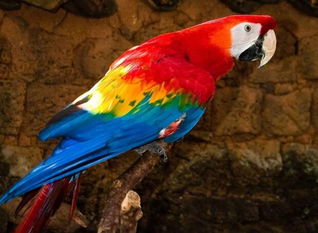 dogal-kuslar-papaganlar-birds-muhabbetkusumuz_28201829.jpg