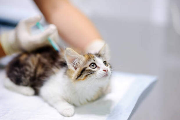 Мобильный пункт вакцинации домашних животных откроется на Менжинского