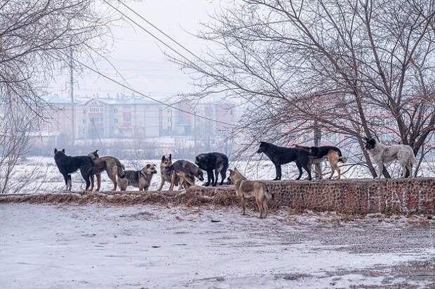 Улица Гаюсана