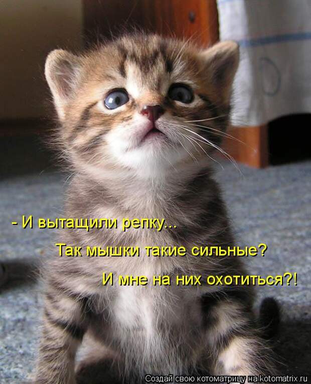 Котоматрица: - И вытащили репку... Так мышки такие сильные? И мне на них охотиться?!