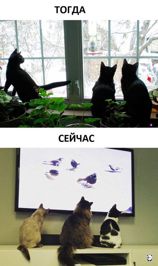 Как изменилась жизнь котов с появлением современных технологий животные, прикол