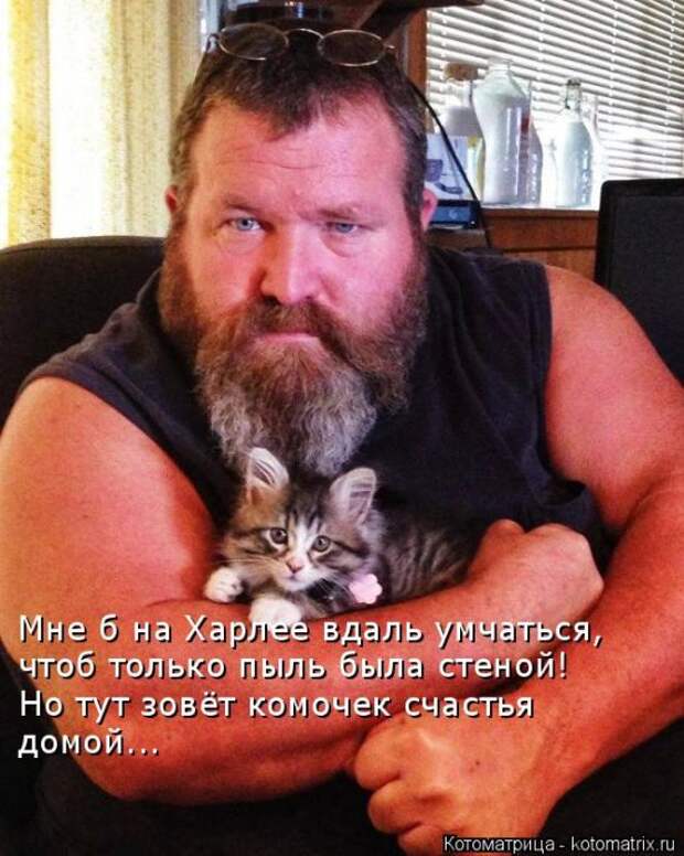 Забавные котоматрицы
