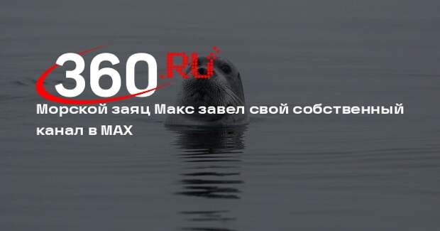Морской заяц Макс завел свой собственный канал в MAX