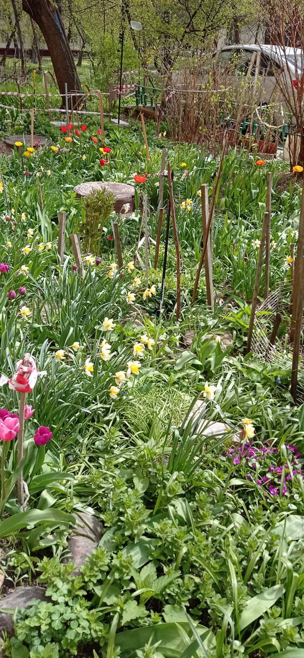 Сад во дворе за май