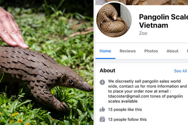 Wildlife Traffickers Are Setting Up Fake Zoos On Facebook To Sell The Scales Of Endangered Pangolins