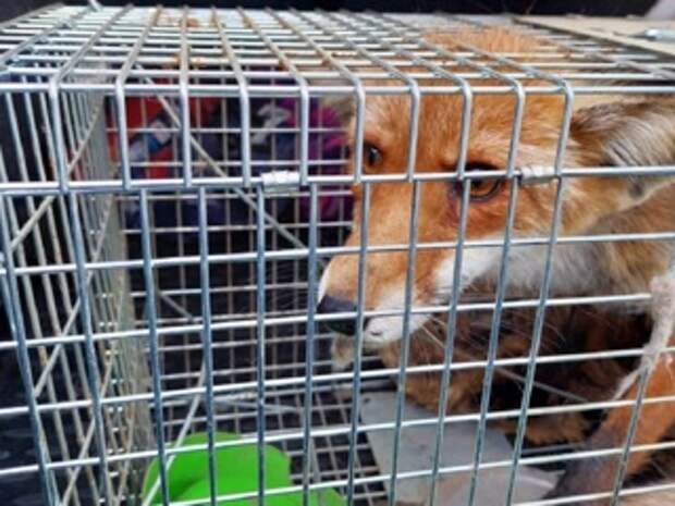 лисьи ведут в чащу