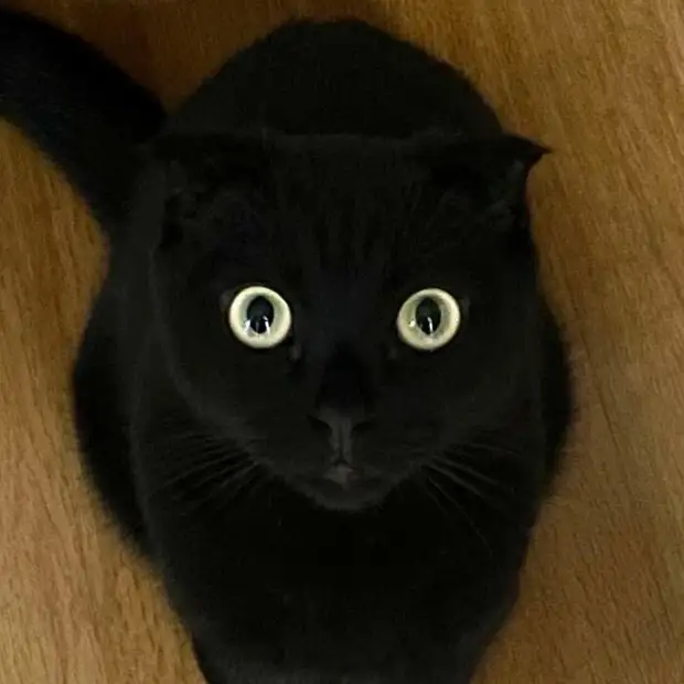 Черная вислоушка Мяунджи: не кошка, а чудо шкодное