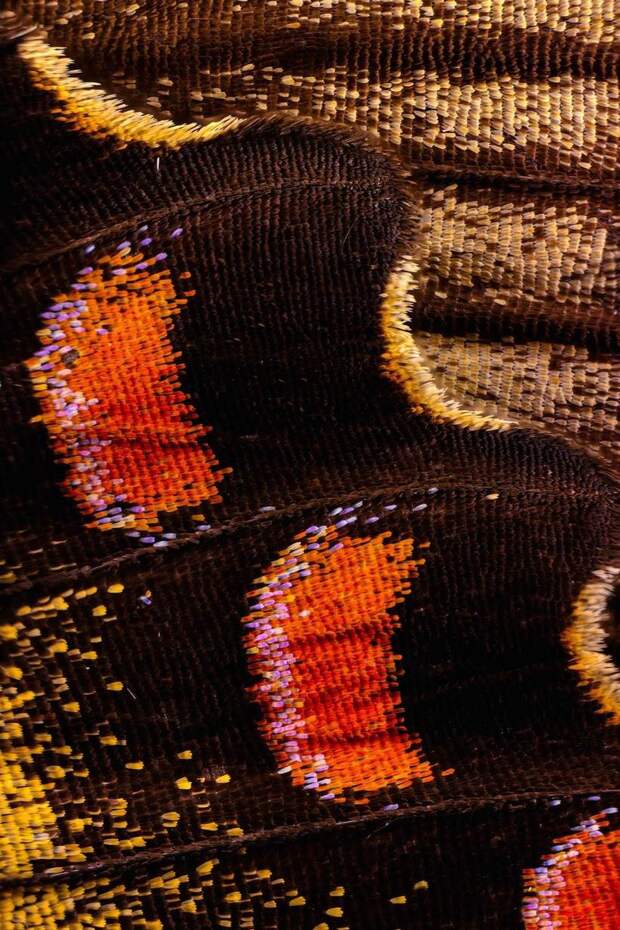 Великолепные макрофотографии крыльев бабочек, показывающие неуловимую красоту 