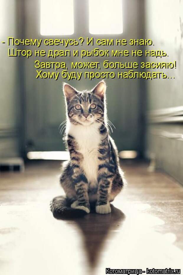 Лучшие котоматрицы недели (50 фото)