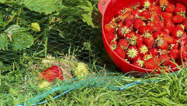 Чтобы птицы клубнику не клевали: два эффективных способа защиты зрелых ягод от нашествия птиц
