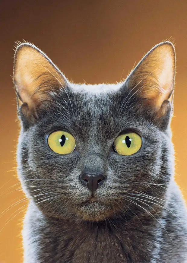 ������ ������� � �������, ������� 70 ��� �������������� �����   20