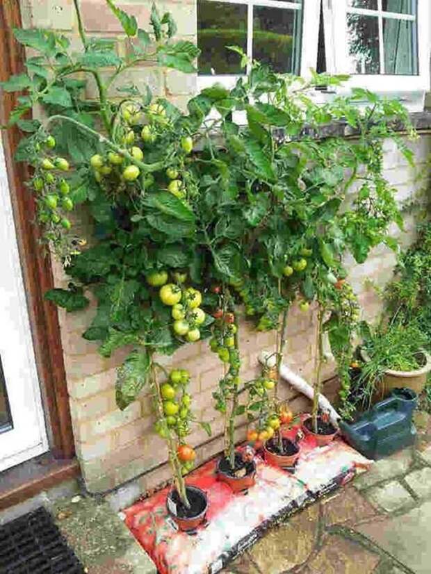Как выращивать ягоды и овощи в контейнерах: 57 вкусных идей для дачи и города