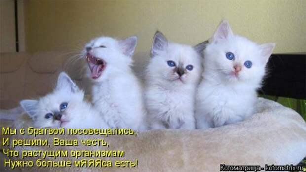 Лучшая котоматрица за неделю (32 фото)