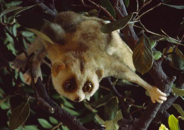 Полуобезьяна семейства лориевых: особенности млекопитающего, внешний вид и среда обитания