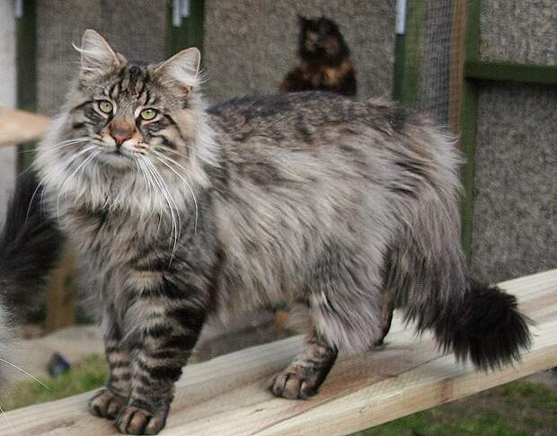 Самые крупные породы домашних кошек