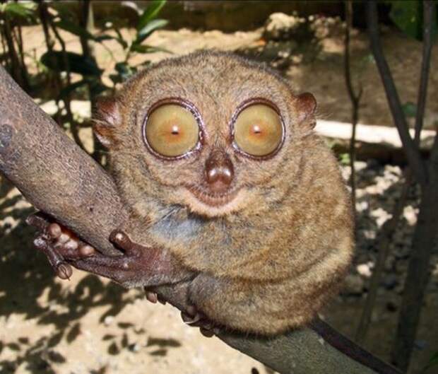 Давайте улыбаться вместе! :) (31повод)