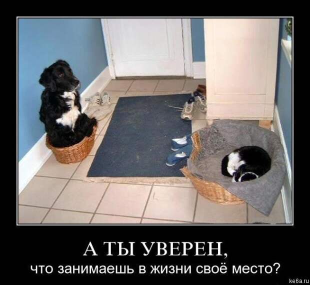 Животным смешно, а вам? (90 фото)