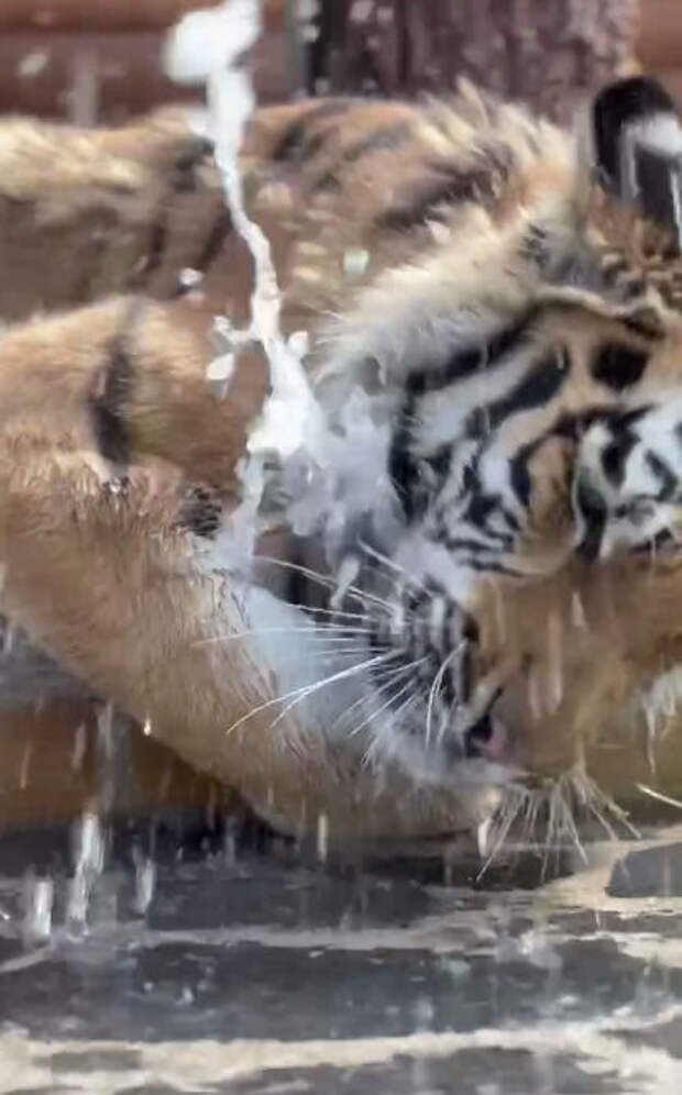 Ленинградский зоопарк показал играющего с водой тигра Зевса