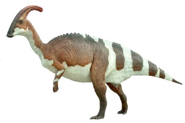 Паразауролоф — динозавр с большой