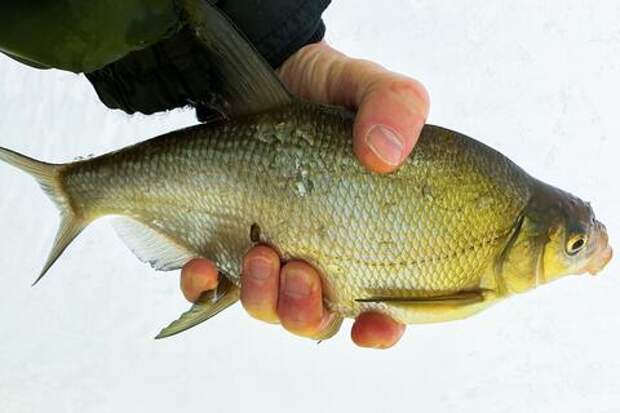 Из Азовского моря уходит лещ. Популяция рыбы сократилась до критических значений