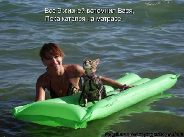 Новая котоматрица (36 фото)