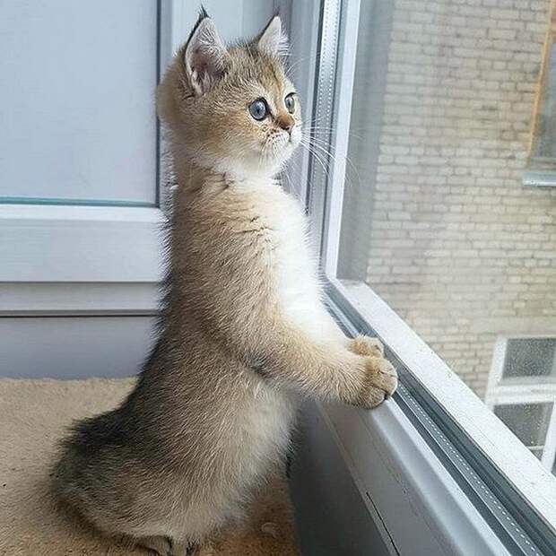 Коты, смотрящие в окно коты, окно, фотографии