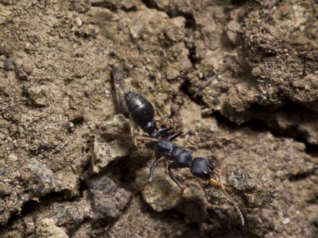 В Тасмании есть муравьи, от укусов которых умирают чаще, чем от укусов пауков, змей, ос и акул вместе взятых