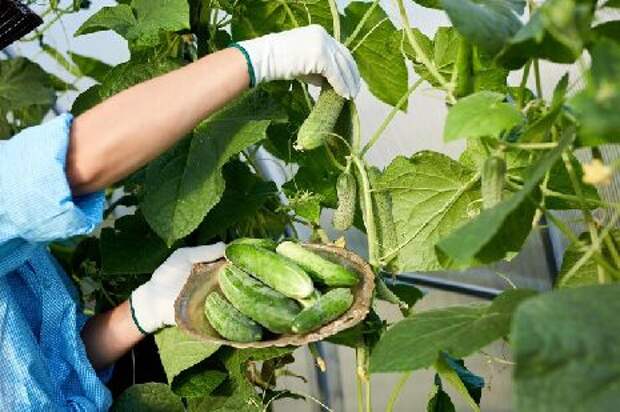 Тамбовские аграрии начали собирать урожай овощей