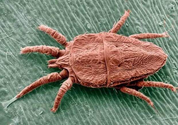 Животные, которые питаются кровью