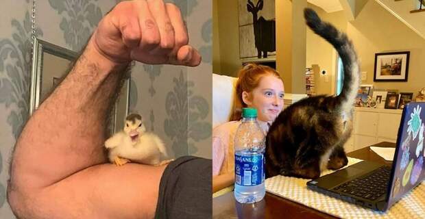 22 забавных фото, призванных поднять вам настроение