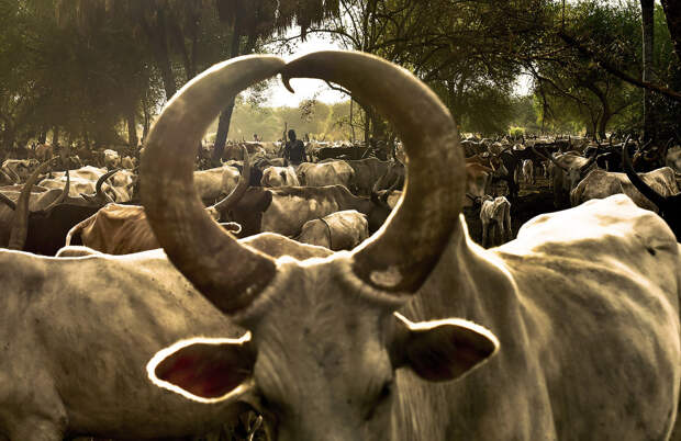 Коровы в Южном Судане