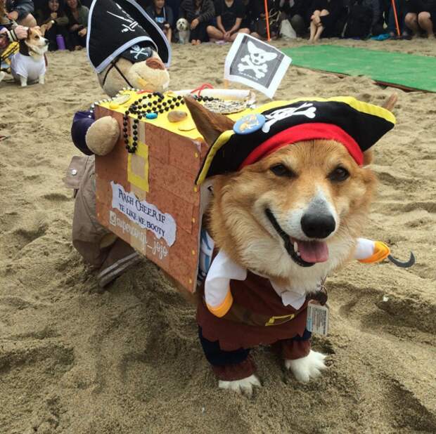 На вечеринке даже прошел конкурс на лучший костюм: Пират вечеринка, корги, пляж