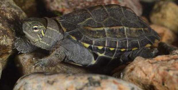 Трехкилевая китайская черепаха: описание и особенности содержания
