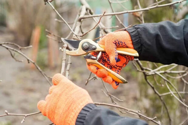 Садовод Светлая рассказала, погибнут ли деревья от апрельских заморозков