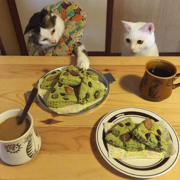 Столько вкусняшек, а я на диете...