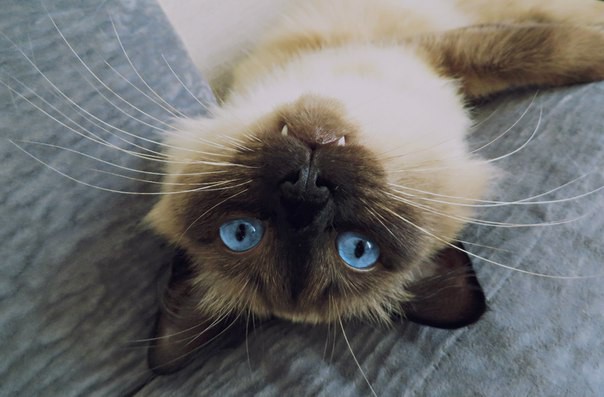 Клыкастые котики-вампиры вампир, клыки, кот, котейки, котики, кошак