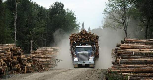 Хуже, чем в бразильской Амазонии: как в Канаде вырубают леса