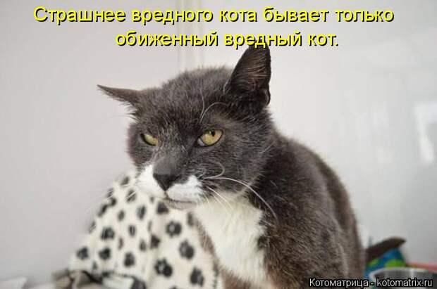 Стих про вредного кота кот, стих, юмор