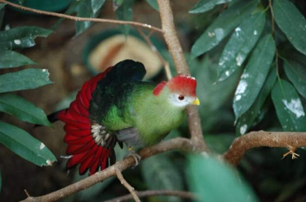 Birds_12 (700x464, 227Kb)