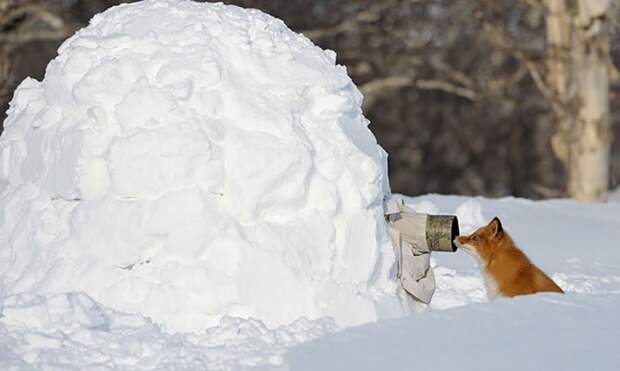 Фотограф в коме снега снимает лису