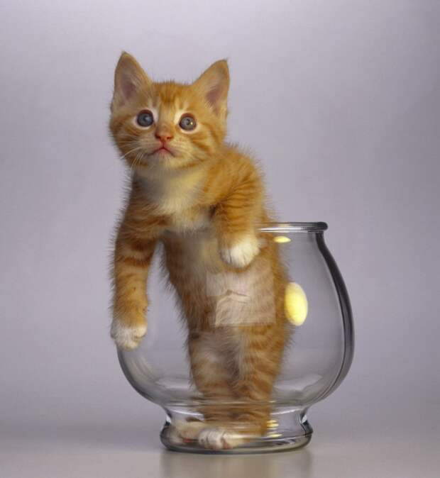 Кошки — это жидкость, есть доказательства вода, доказательства, есть, жидкость, кошки, стакан, это