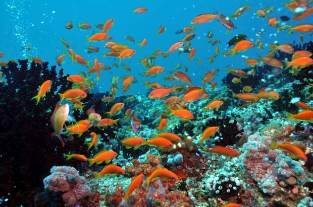 В поисках Немо в Dhigali Maldives