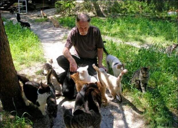 Кошачий рай животные, своими руками